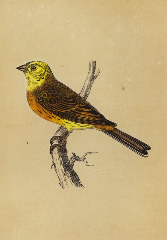 Bruant jaune - English School