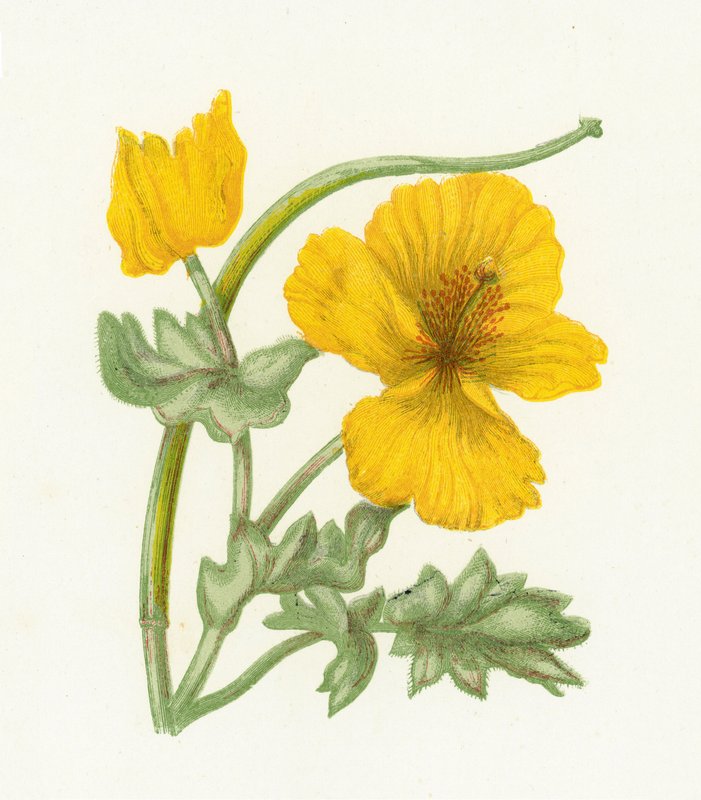 Pavot cornu jaune, Glaucium Luteum - English School