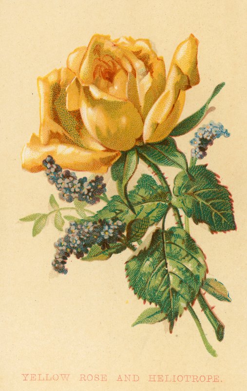 Rose jaune et Héliotrope - English School