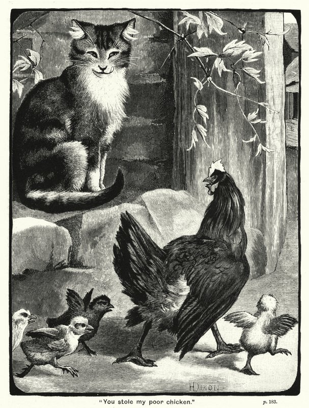 "Tu as volé mon pauvre poulet" (gravure) - English School