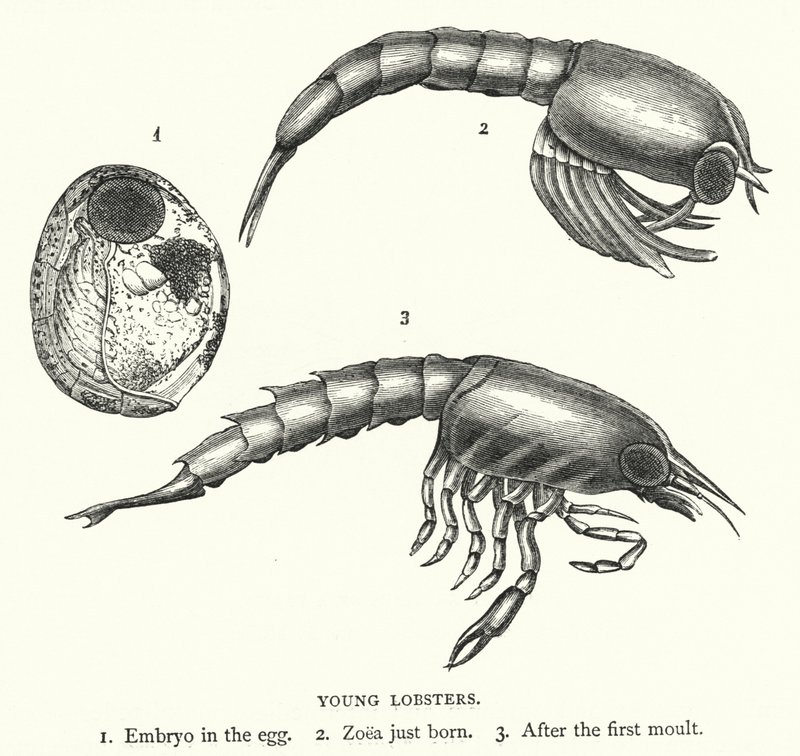 Jeunes Homards - English School