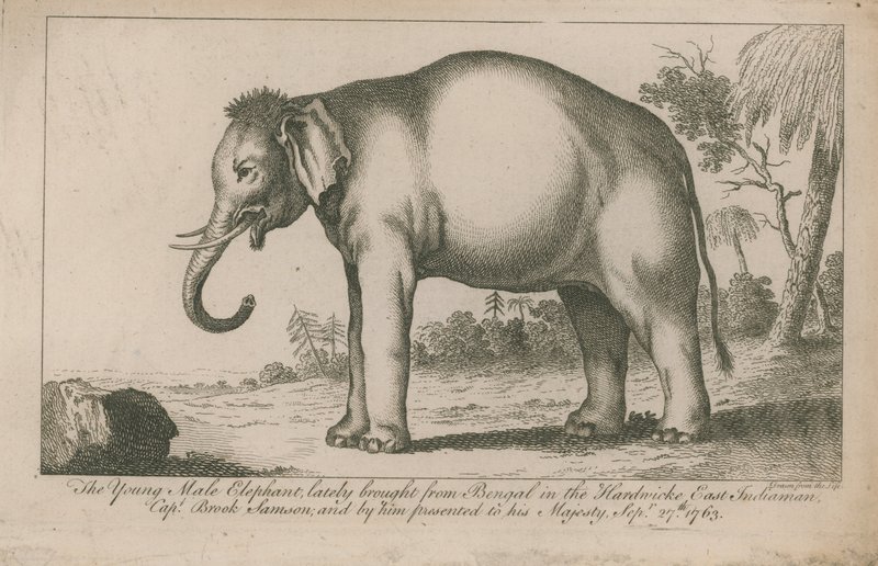 Jeune éléphant mâle - English School