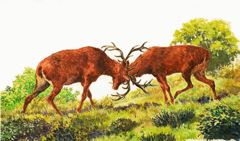 Red Deer - Eric Tansley