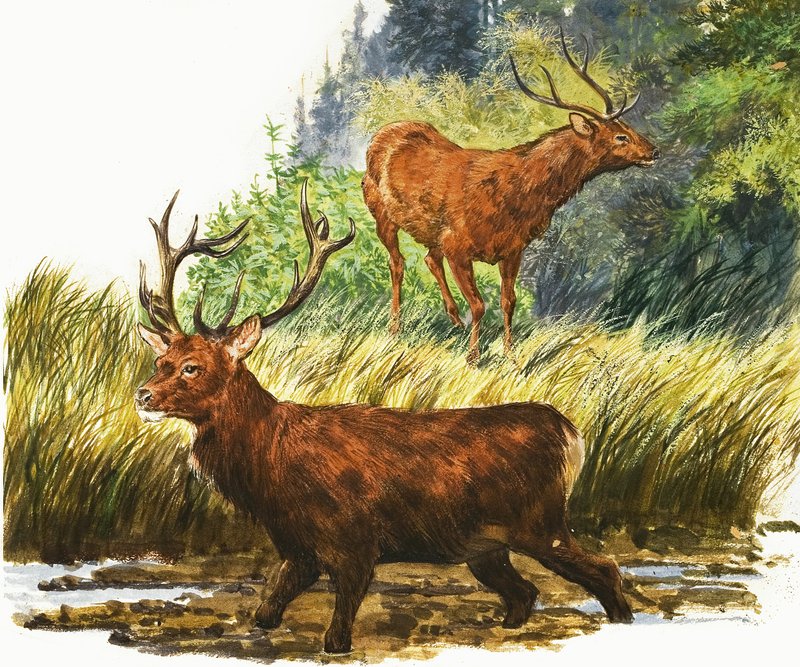 Red Deer - Eric Tansley
