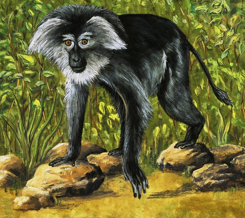 Singes étranges - Eric Tansley