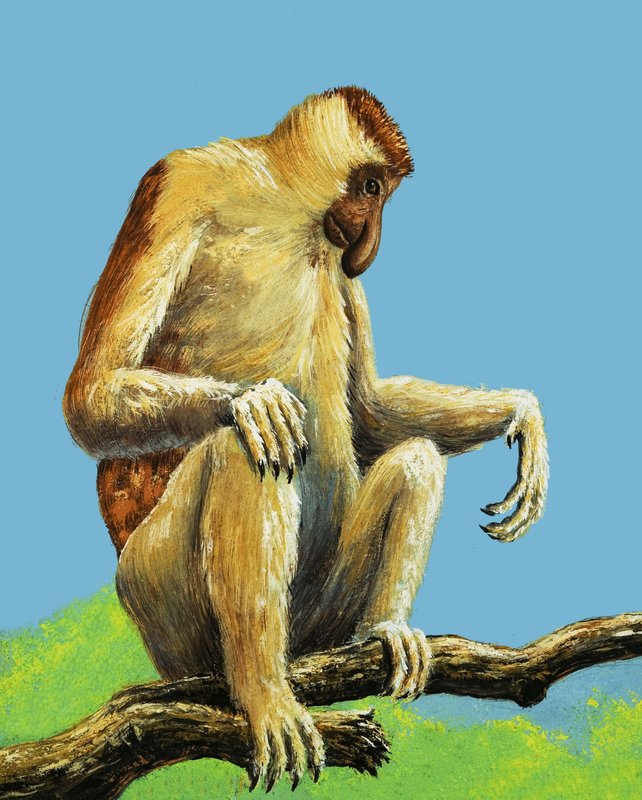 Singes étranges - Eric Tansley
