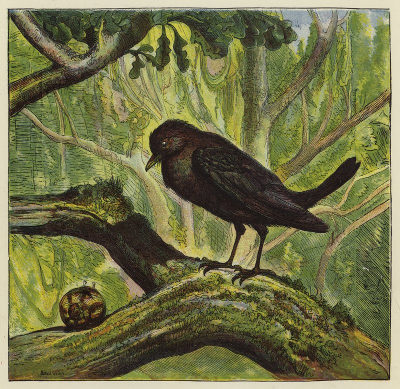 Merle et escargot - Ernest Henry Griset
