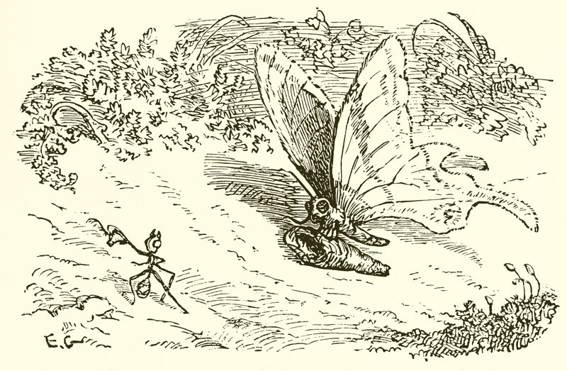 La fourmi et la chrysalide - Ernest Henry Griset