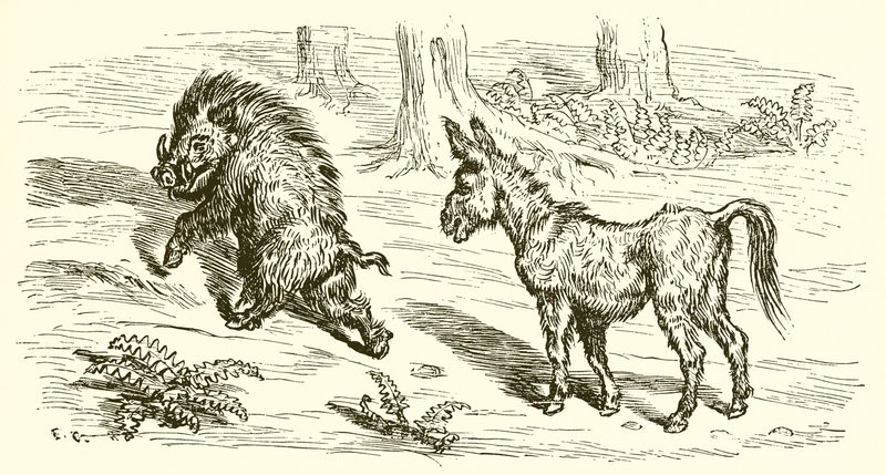 Le sanglier et l