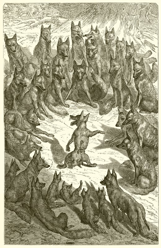 Le Renard sans queue - Ernest Henry Griset