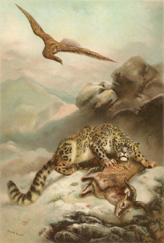 Le Léopard des neiges et l
