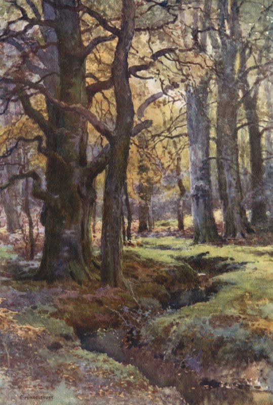 Dans Mallard Wood - Ernest William Haslehust