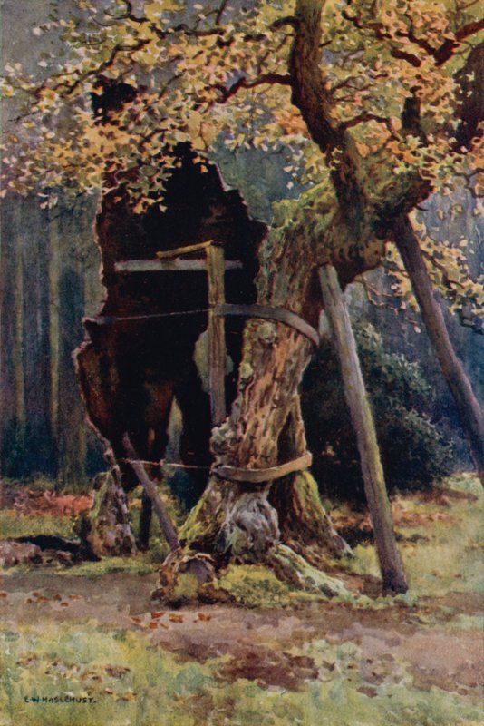 Le Garde-Manger de Robin des Bois - Ernest William Haslehust