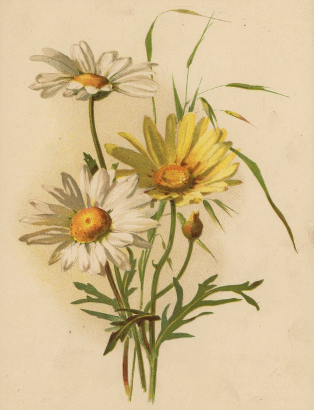 Marguerites - Ethel C. Nisbet