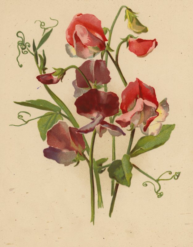 Pois de senteur - Ethel C. Nisbet