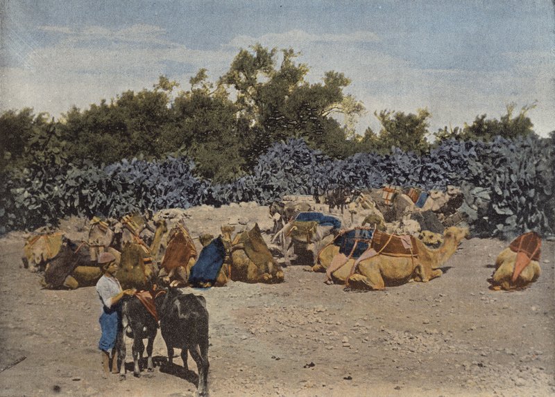 Chameaux Au Repos - European Photographer