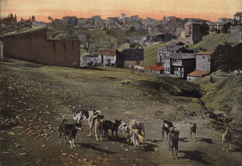 Les chiens à Constantinople - European Photographer