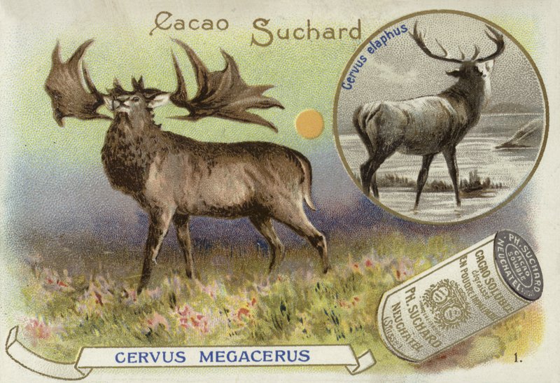 Mégalocéros et cerf rouge - European School