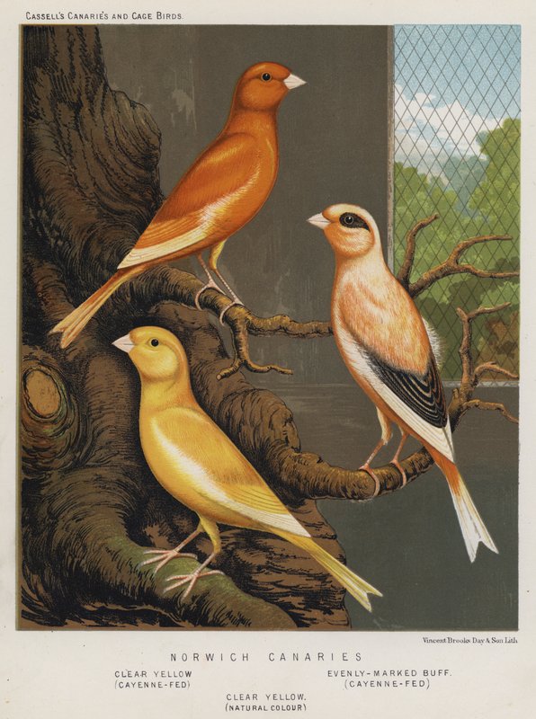Canaris Norwich, Jaune clair, Nourri au Cayenne, Buff uniformément marqué, Nourri au Cayenne, Jaune clair, Couleur naturelle - European School