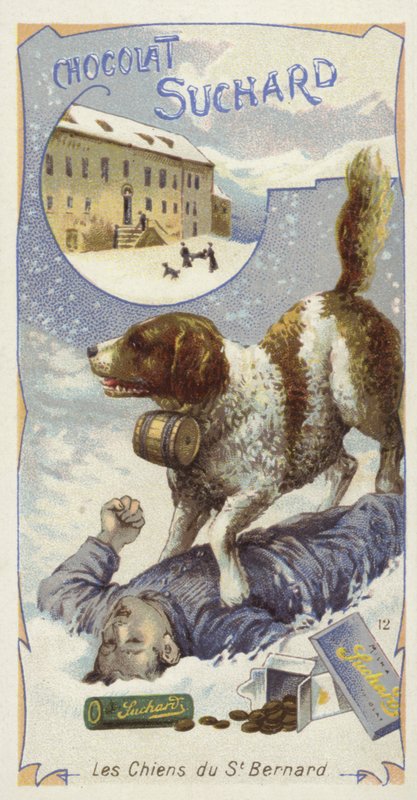 Chiens de Saint-Bernard - European School