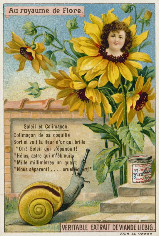 Tournesol et escargot - European School