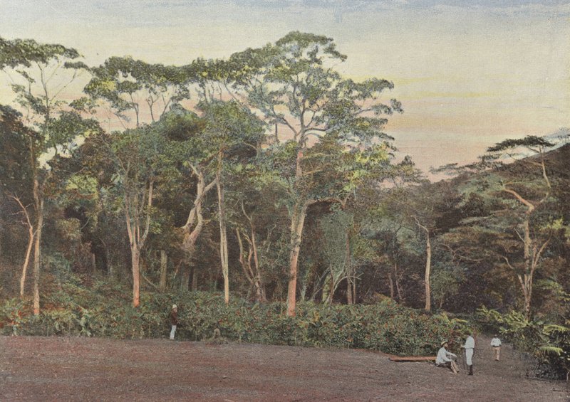Plantation de Café sous Bois de Maoulis - European Photographer