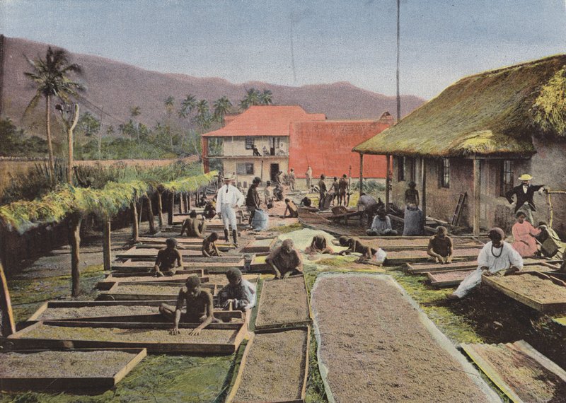 Préparation du Café à Canala - European Photographer