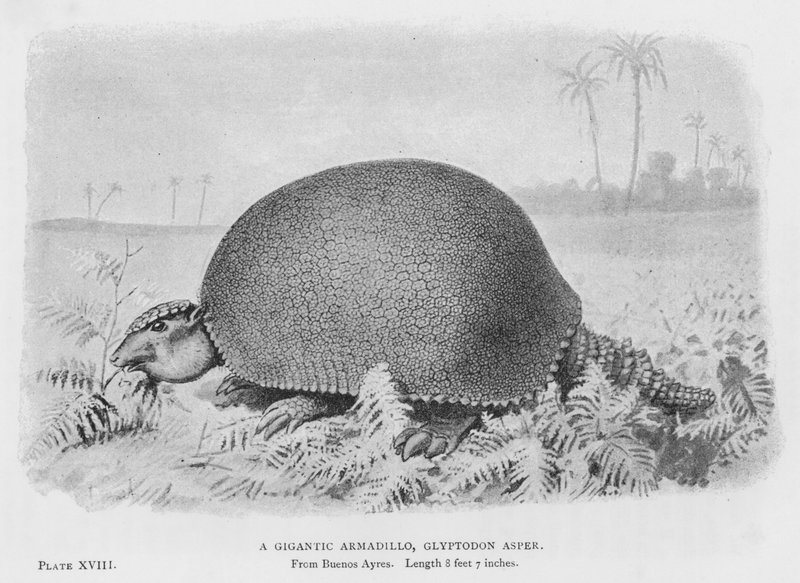 Un tatou géant, Glyptodon Asper - European School