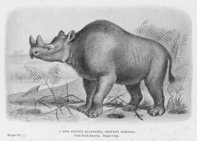 Un nouveau quadrupède éteint, Brontops Robustus - European School
