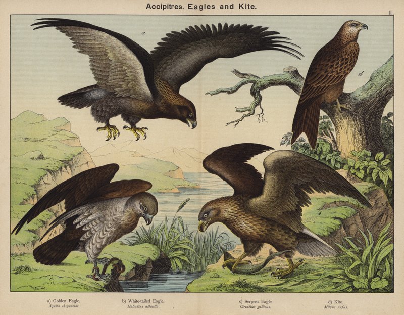 Accipitres, Aigles et Milan - European School