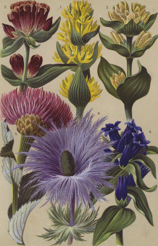 Flore alpine - European School