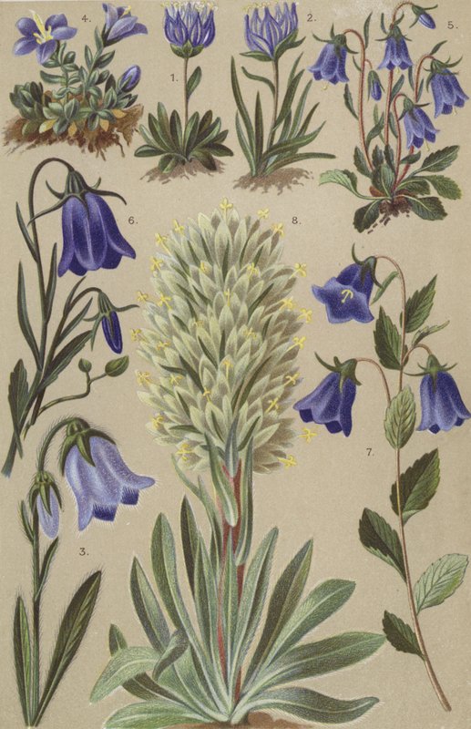 Flore alpine - European School