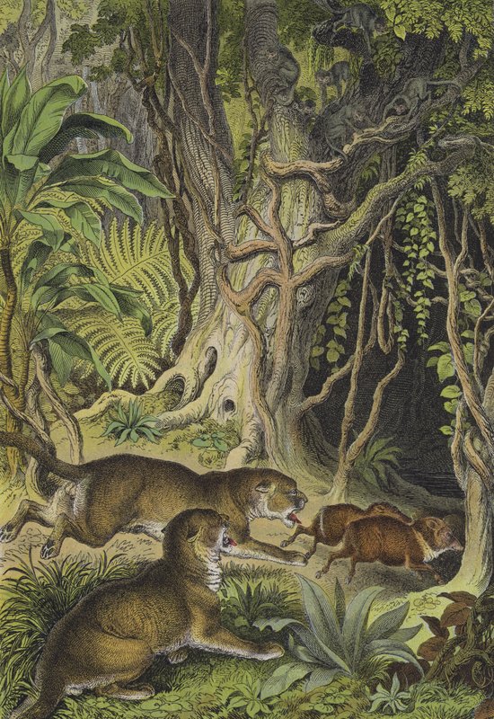 Animaux de la Guyane (lithographie en couleur) - European School