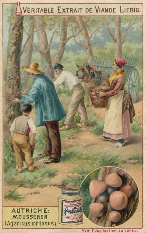 Autriche : mousseron (Agaricus torilosus) - European School