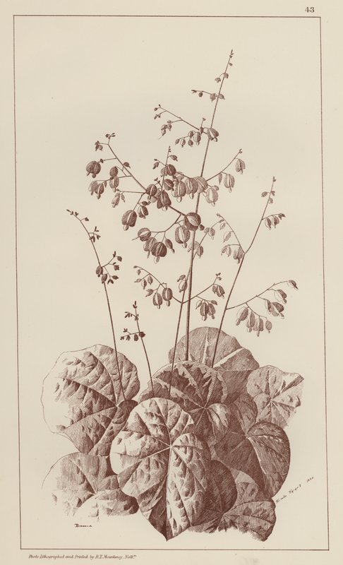 Bigonia (lithographie) - European School