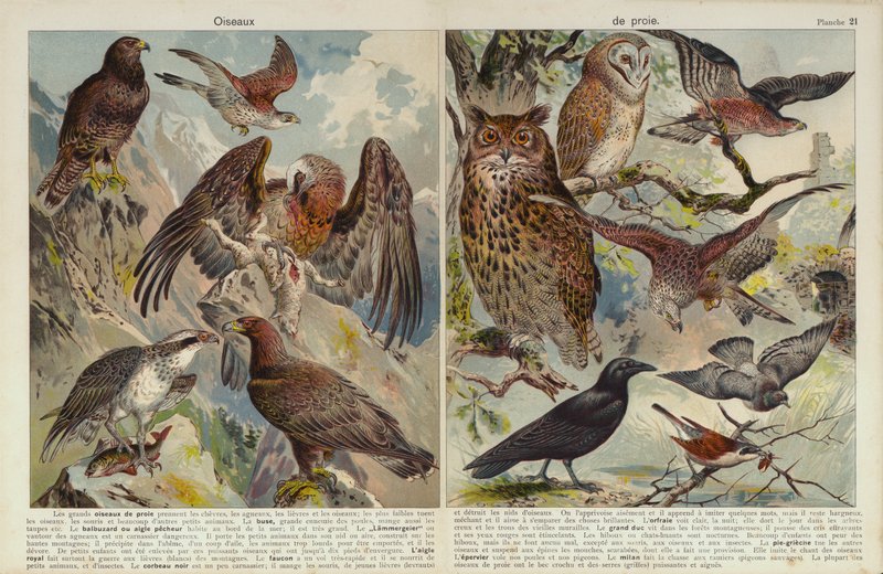 Oiseaux de proie - European School