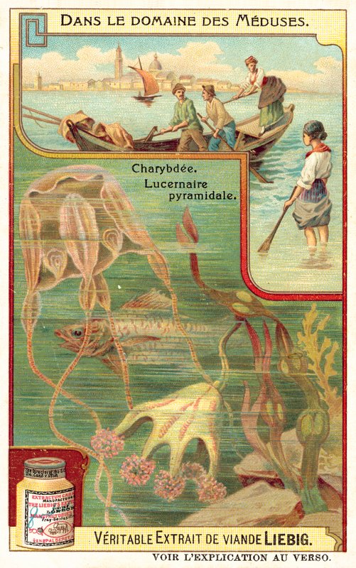 Charybde et Lucernia pyramidale - European School