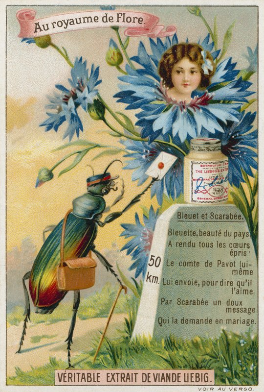 Bleuet et scarabée - European School