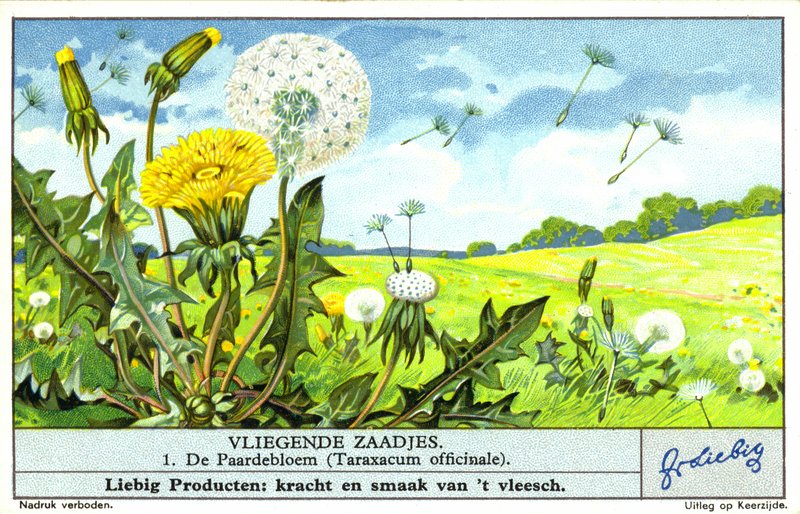 Pissenlit (Taraxacum officinale) (chromolitho) - European School