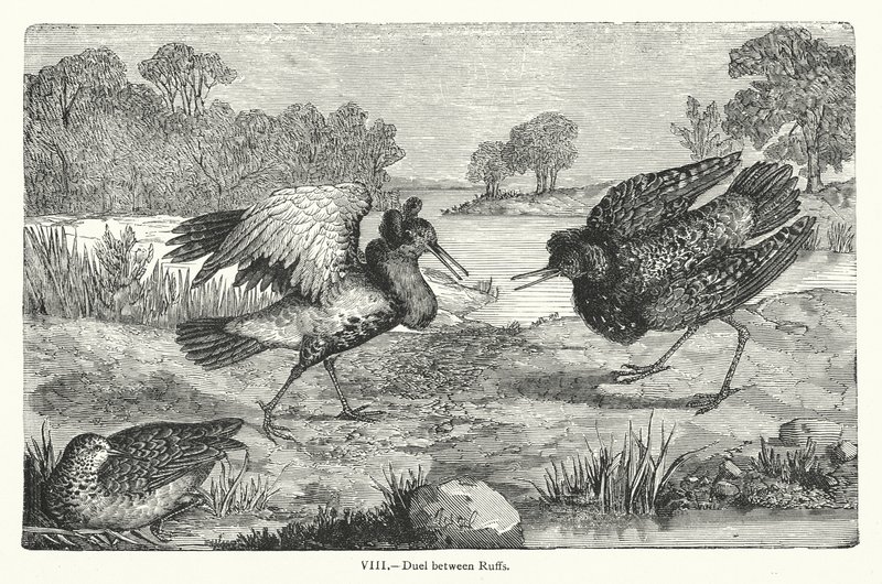 Duel entre Ruffs - European School