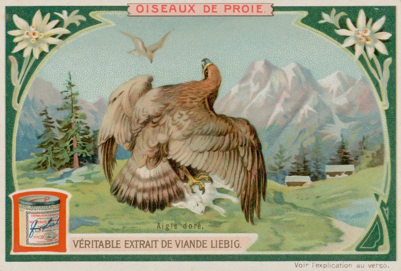 Aigle royal - European School