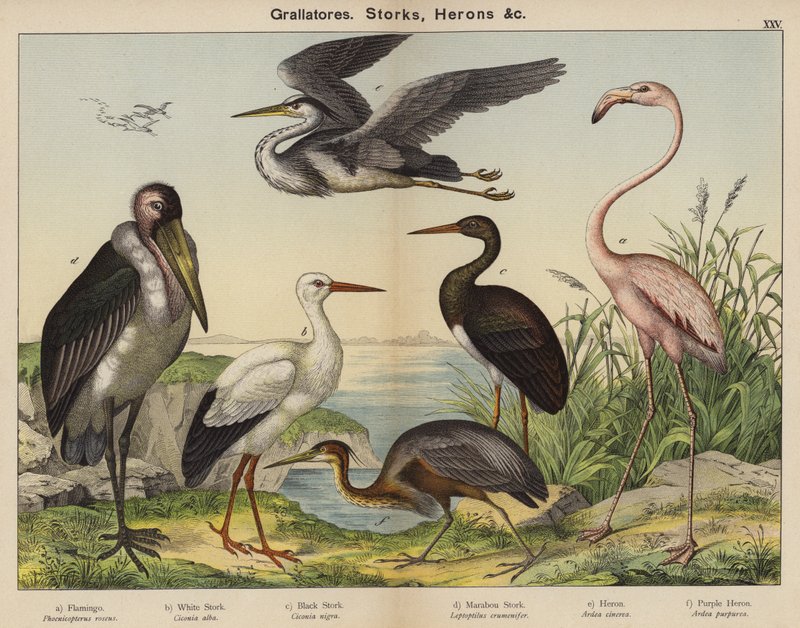 Grallatores, Cigognes, Hérons (lithographie en couleur) - European School