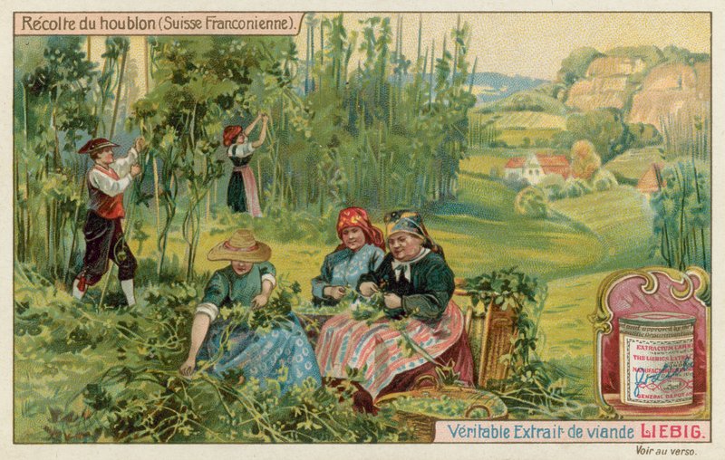 Récolte de houblon en Suisse française - European School