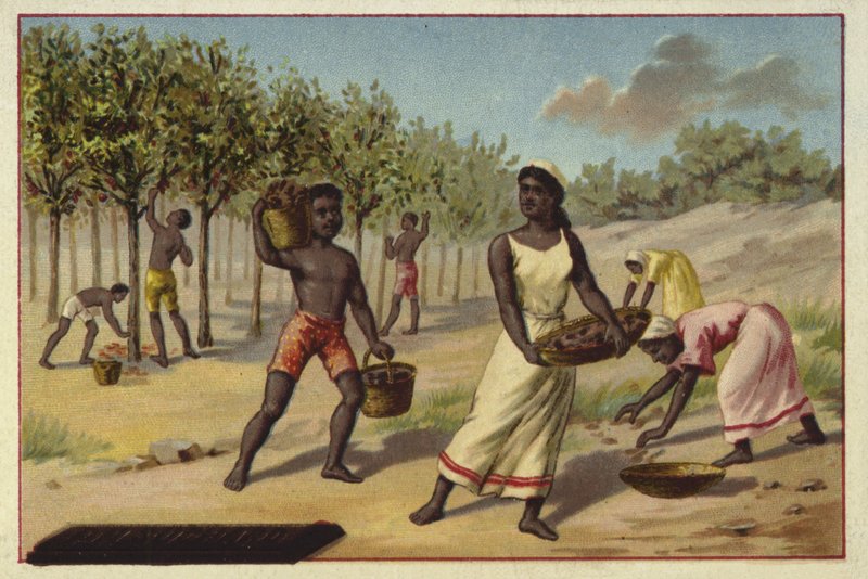 Récolte de cacao, Afrique - European School