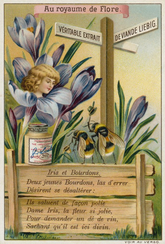 Iris et bourdons - European School