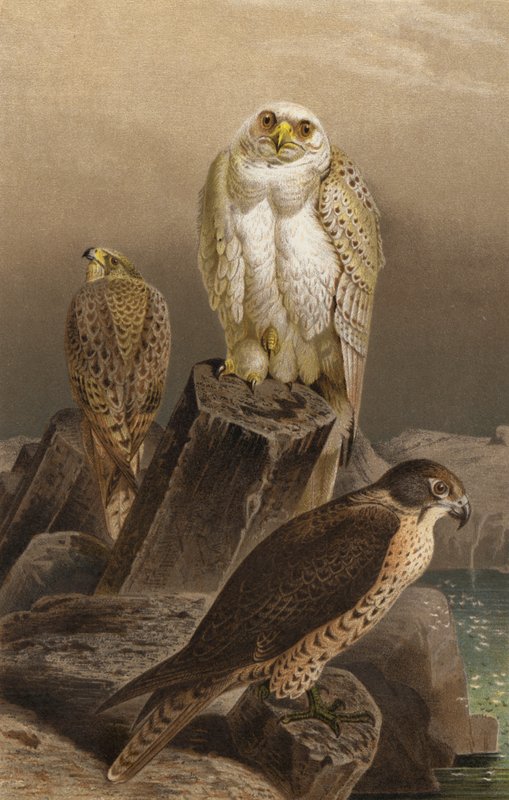 Faucon de chasse - European School