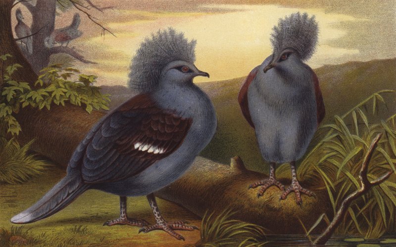 Pigeons couronnés - European School