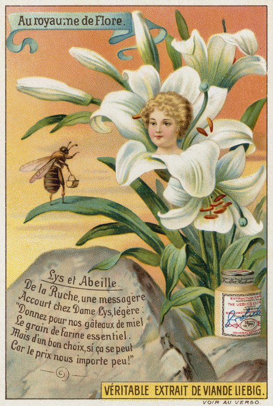 Lys et abeille - European School