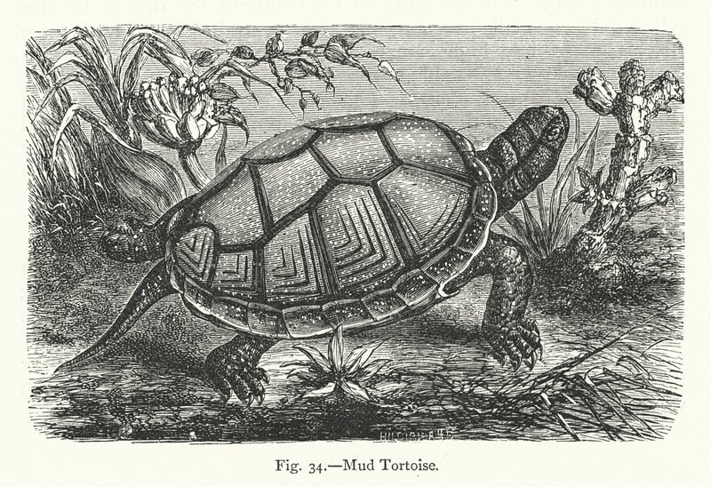 Tortue de boue - European School