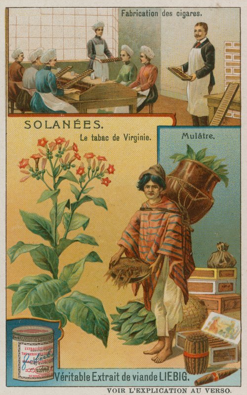 Nicotiana ou tabac - European School